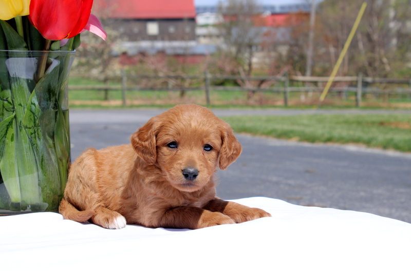 puppy, for, sale, Mini Goldendoodle F2, Matthew B. Stoltzfus, dog, breeder, Gap, PA, dog-breeder, puppy-for-sale, forsale, nearby, find, puppyfind, locator, puppylocator, aca